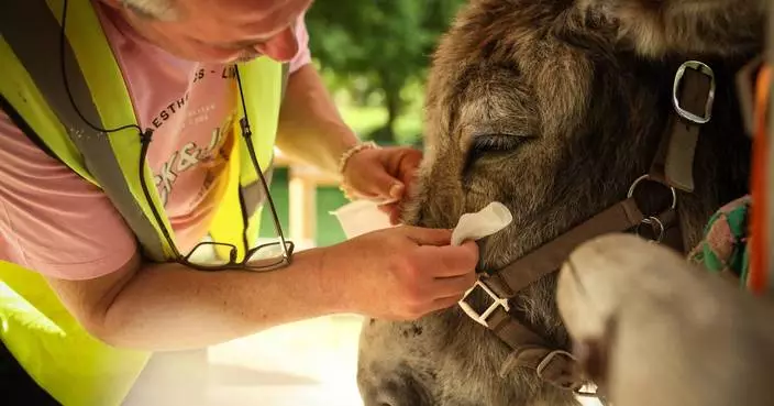 Patients find help with therapy donkeys at psychiatric hospital near Paris
