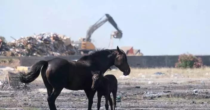 Animal welfare activists in Montenegro worried about horses in scorching European heat