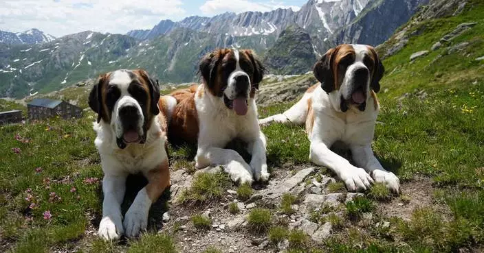 St. Bernard dogs honored in a museum that bridges the breed's history with its future