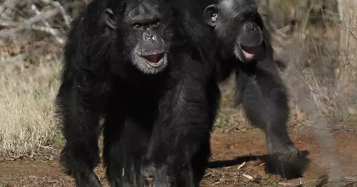 Get a load of this: Humans and great apes share similar giggles