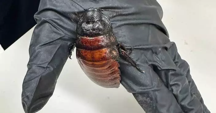 Australian cockroach kingpin caught with 100,000 illegal insects in record bug bust
