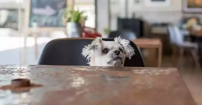 Ballot Scheduled on June 12 to Allocate Dog-Friendly Food Premises Quotas in Hong Kong