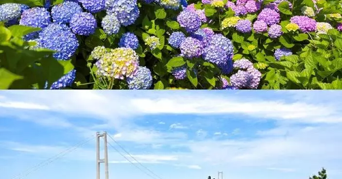 Ride Through a Sea of 900,000 Hydrangeas: Ulsan Namgu’s 5th Jangsaengpo Hydrangea Festival Unveils the New Whale Kart