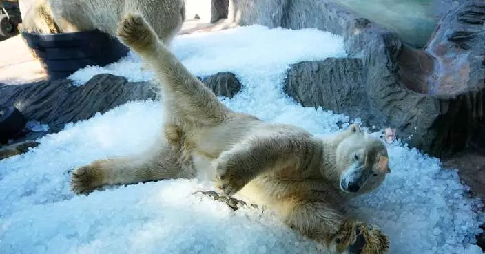 Prague zoo keeps polar bears cool with ice cubes as European summer heatwave hits