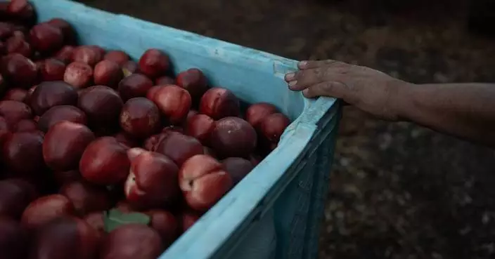 A California farmer gives away free nectarines amid a dispute over exclusive rights, in photos