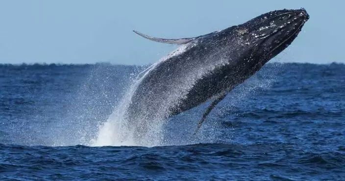 Whale 'supergroups' show numbers are rebounding from hunting. But Iran war holds dangers for them