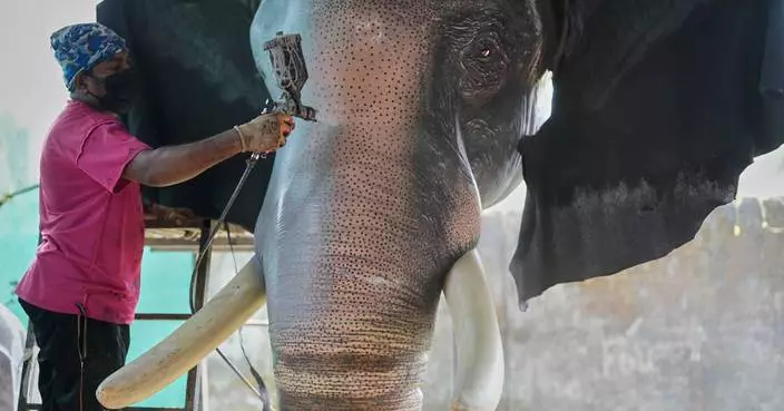 Robotic elephants are replacing live ones at Kerala temple festivals, in photos