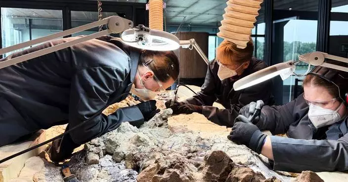 2,000 volunteers join a painstaking effort to restore massive skeleton of prehistoric predator
