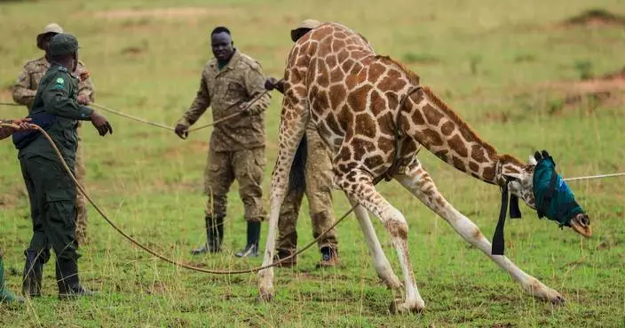 Giraffes given a new home in Uganda to escape oil drilling in the country's largest park