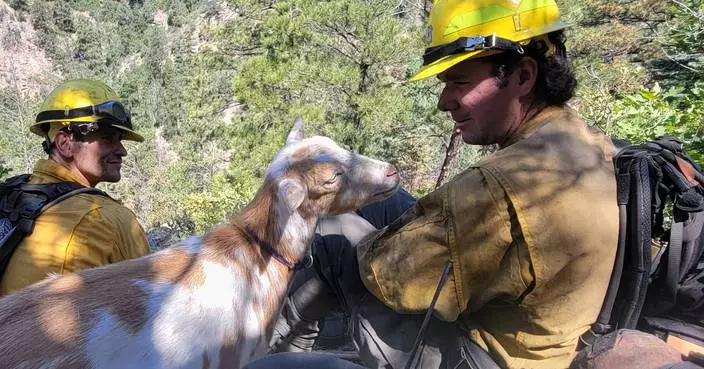 The GOAT: Hooved friend provides moral support to firefighters in Colorado