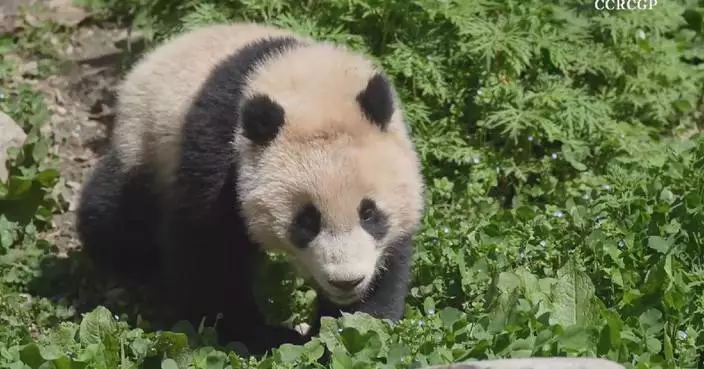 Rare footage shows giant panda cub drinking water leisurely in spacious habitat