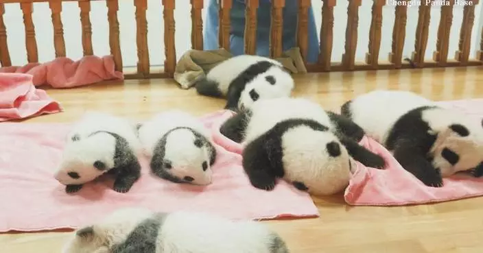 Seven newborn pandas spotlight China’s conservation