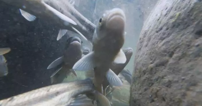 Qinghai's naked carp migration enters peak season