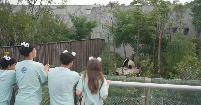 U.S. teens explore panda conservation, cultural exchanges in southwest China