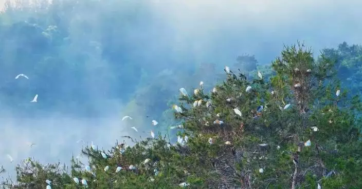 Tens of thousands of migratory birds nest, breed at wetland in Central China