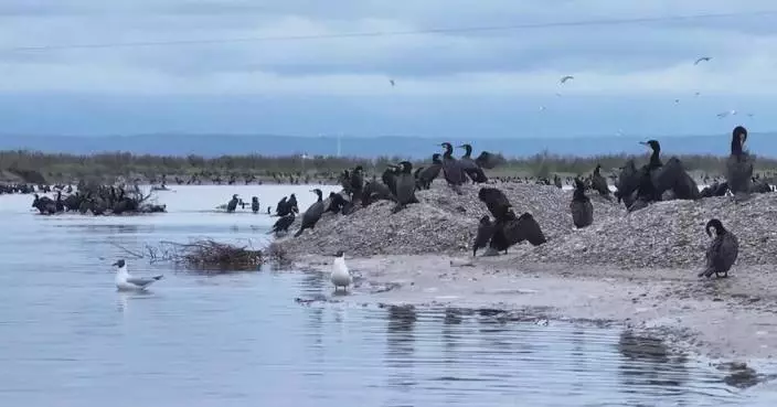 Carp migration sparks bird feeding frenzy at China's Qinghai Lake