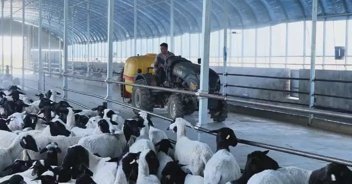 Xinjiang farmers take steps to protect livestock from heat wave