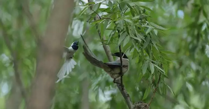 Parent birds battle fiercely to protect chick at Yellow River wetland
