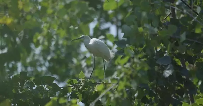Yellow River Wetland in Shanxi becomes breeding haven for egrets, Chinese pond herons
