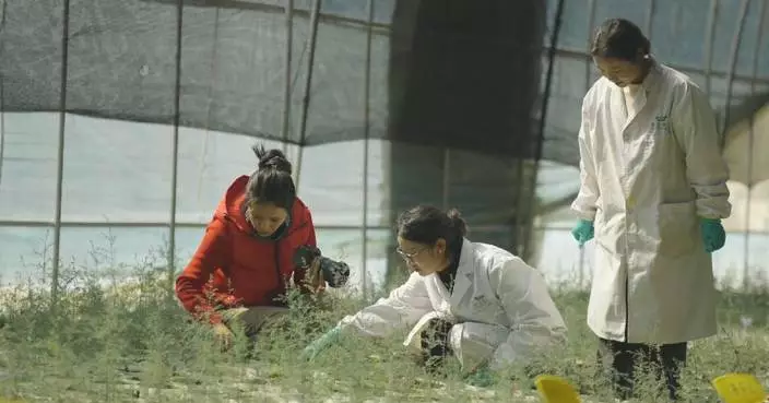 Locals foster indigenous species for ecological restoration in Xizang