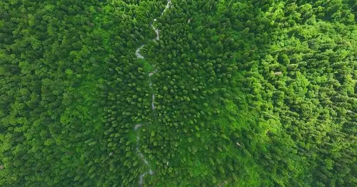 2026 APEC Forestry Ministerial Meeting to open in late July