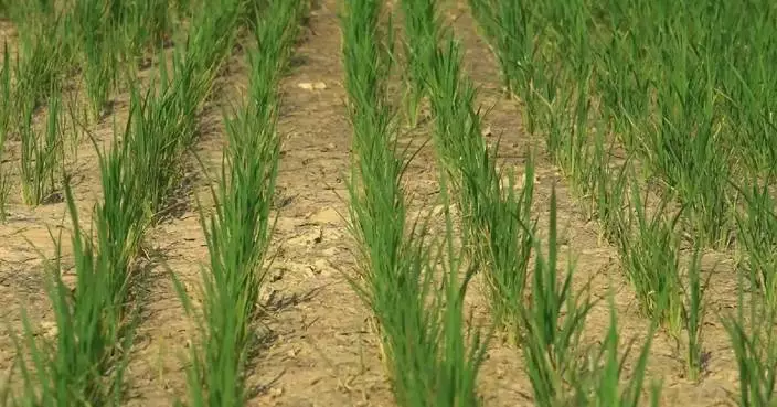 Relentless heatwave, prolonged drought threaten rice farming in Italy
