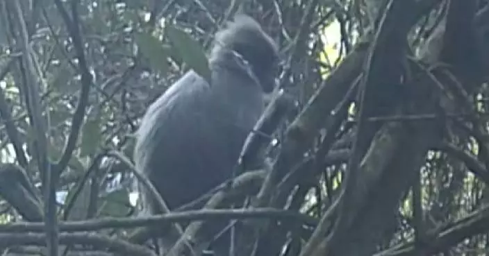 Rare Indochinese grey langur spotted in Yunnan nature reserve
