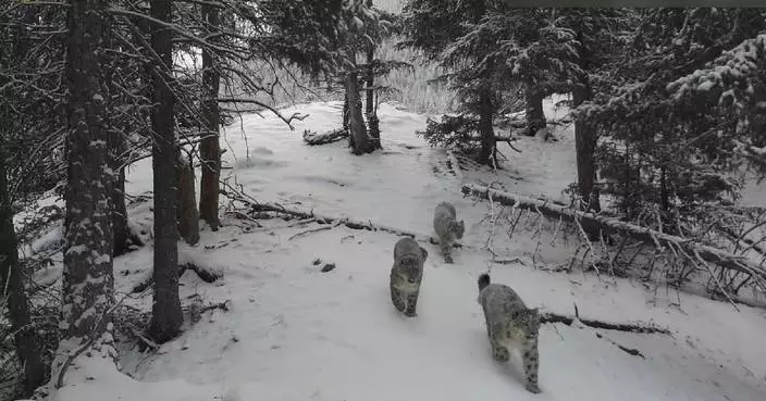 Family of snow leopards, thriving wildlife spotted in China's Xinjiang