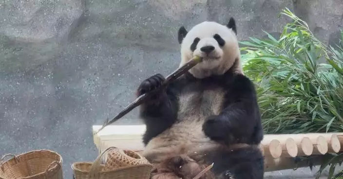 Giant pandas move into new home at Beijing Zoo