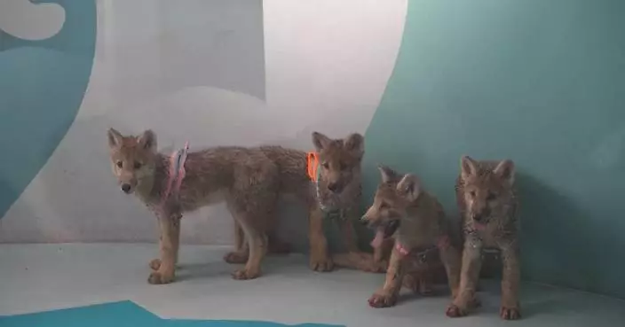 Artificially bred Arctic wolf cubs make debut to public in central China's Henan