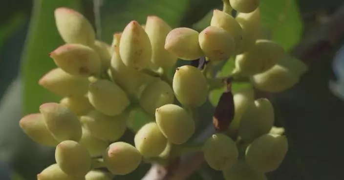 Climate change upsets Greek pistachio growers