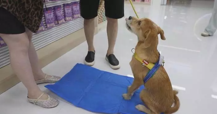 Yiwu pet cooling products see surge in overseas orders as temperatures soar