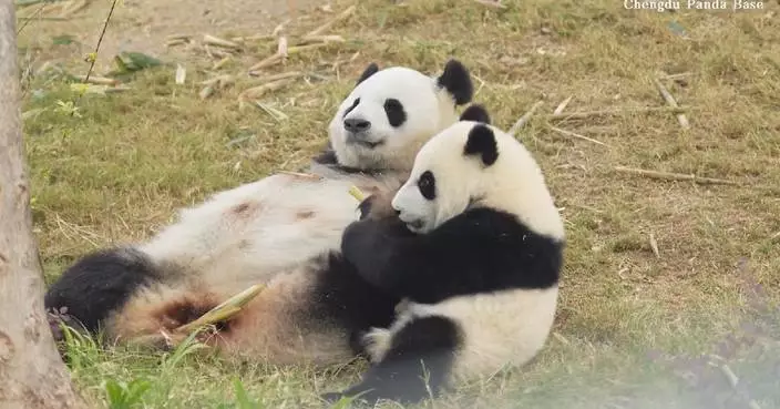 Panda cub caught on camera clinging to mother in heartwarming footage