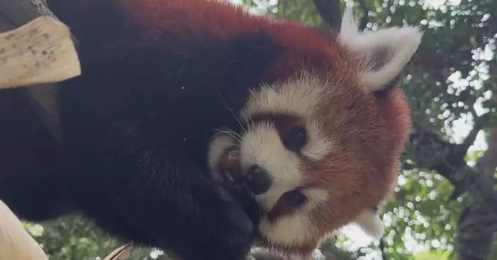 Shanghai-gifted red pandas win hearts in Taipei