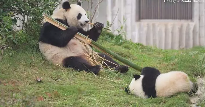 Playful panda cub steals show with 'fake fall'