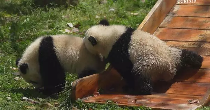 Panda cubs joyfully wrestle during playtime