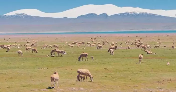 Zhuonai Lake in Qinghai enters peak season for Tibetan antelope birth