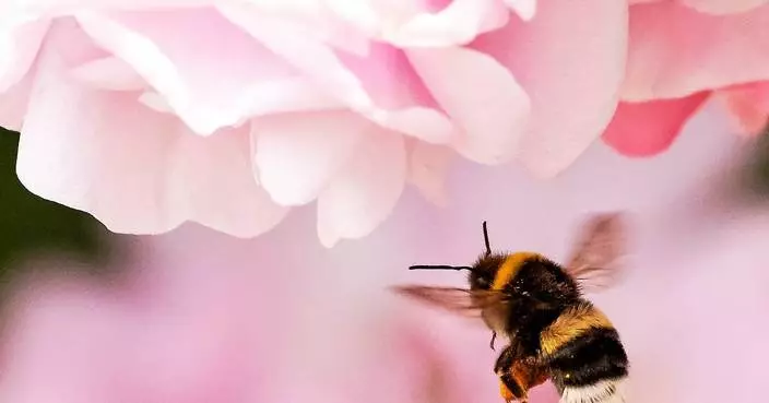 How to protect your roses from black spot disease