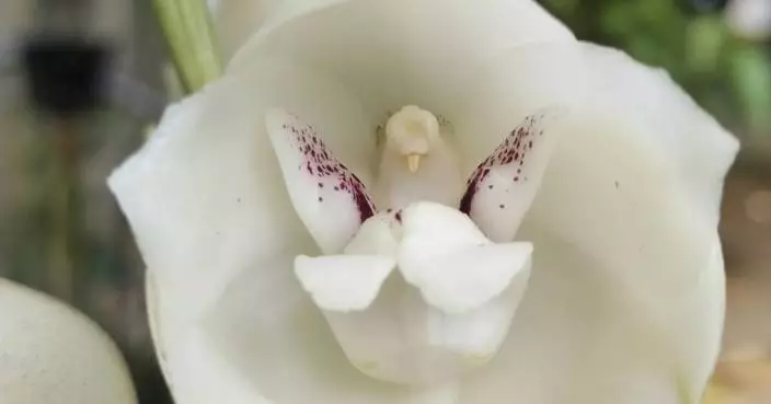 A gardener’s guide to 5 orchids that mimic animals, insects and even a naked man