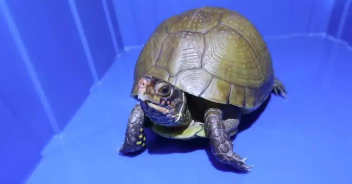 Hong Kong Customs Seizes 36 Live Turtles of Scheduled Endangered Species Valued at About $360,000