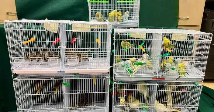 Hong Kong Customs Seizes 136 Suspected Illegally Imported Live Birds, Arrests Passenger at Lo Wu Control Point