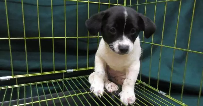 Hong Kong Customs Seizes Illegal Imported Dog, Arrests Woman at Lo Wu Control Point