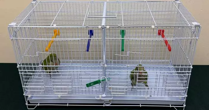 Hong Kong Customs Seize Suspected Scheduled Endangered Birds Worth About $5,000 at Control Point