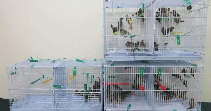 Customs Seizes 100 Illegally Imported Live Birds Worth $20,000 at Hong Kong Control Point