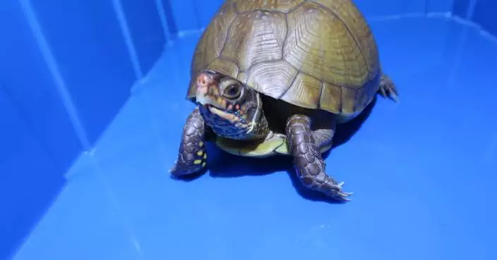 Hong Kong Customs Seizes 36 Endangered Turtles Valued at $360,000 in Smuggling Operation