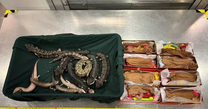 Hong Kong Customs Seizes 11 Suspected Endangered Lizards Worth About $205,000 at Airport