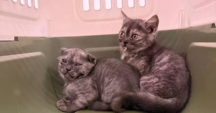 Hong Kong Customs Seizes Three Illegal Live Cats, Arrests Two Passengers at Control Point