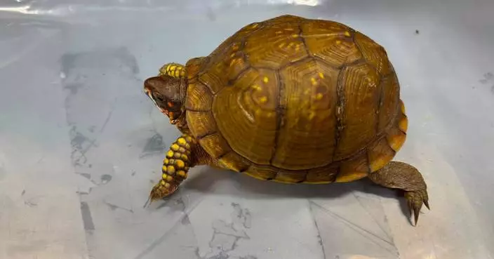 Hong Kong Customs Seizes 33 Suspected Endangered Turtles Worth About $330,000 at Airport