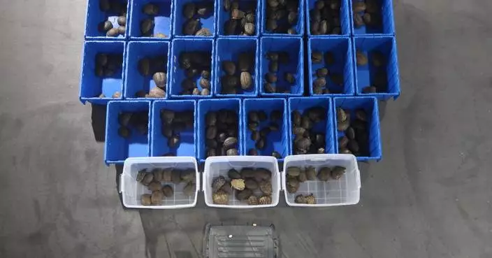 Hong Kong Customs Seizes 216 Live Turtles and 2 Turtle Eggs Worth About $21,800 at Shenzhen Bay Control Point