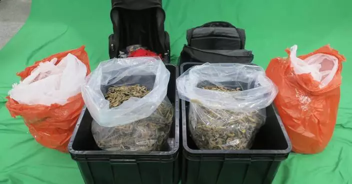 69-Year-Old Man Sentenced to 10-Month Imprisonment for Smuggling Dried Seahorses into Hong Kong